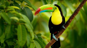 Costa Rica körutazás Nemzeti Parkok vonzásában